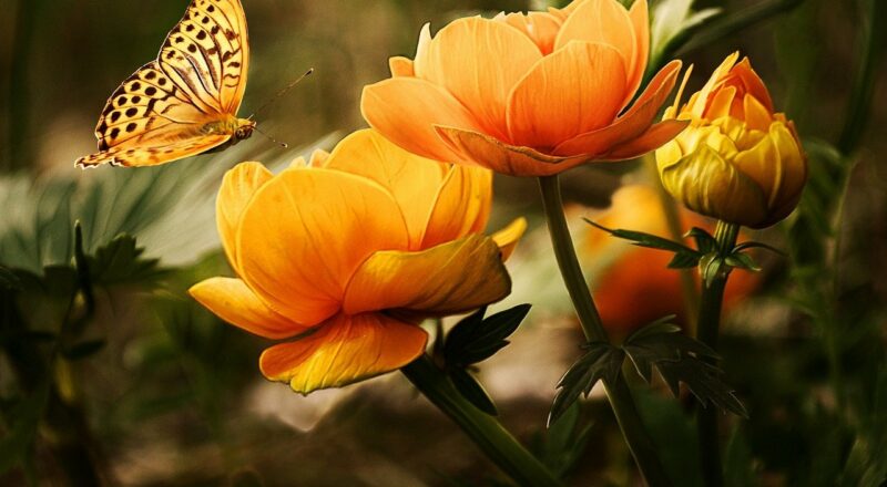 Mother's Day, celebration, flowers, butterfly