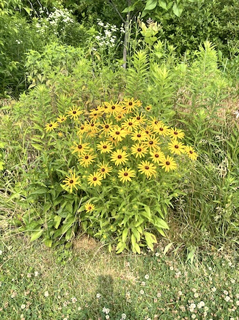 field of wild flowers