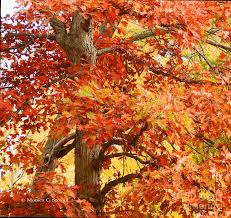 Oak tree in autumn colors